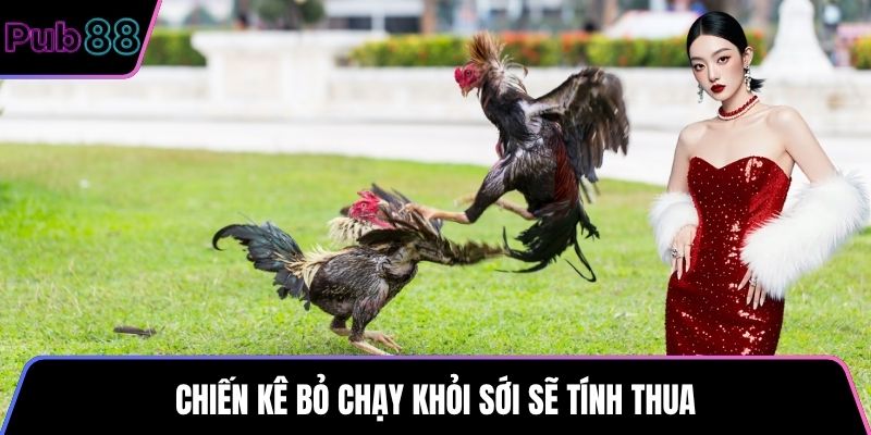 Chiến kê bỏ chạy khỏi sới sẽ tính thua