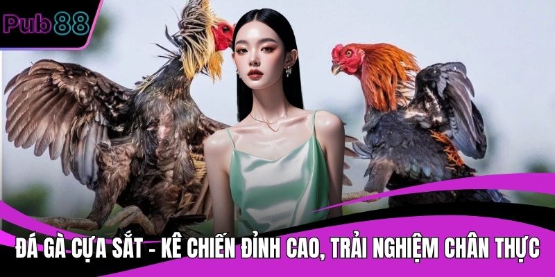 Đá gà cựa sắt