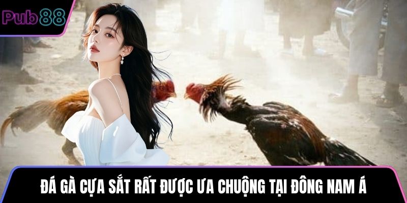 Đá gà cựa sắt rất được ưa chuộng tại Đông Nam Á