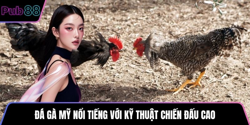 Đá gà Mỹ nổi tiếng với kỹ thuật chiến đấu cao